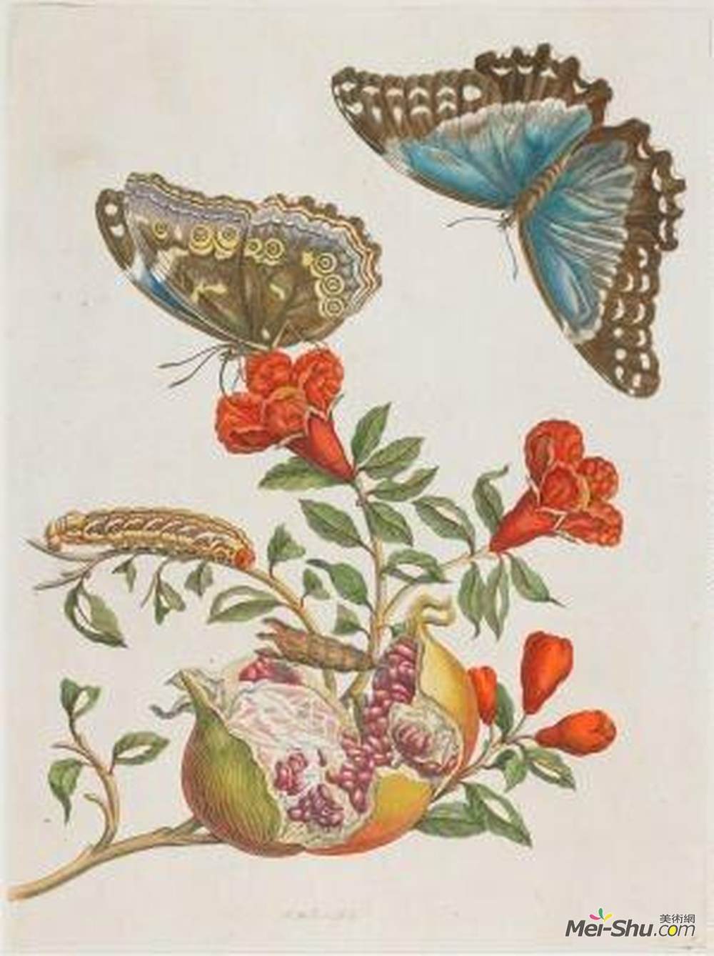 马里亚·西比拉·梅瑞安(Maria Sibylla Merian)高清作品《格拉纳塔菲尔》