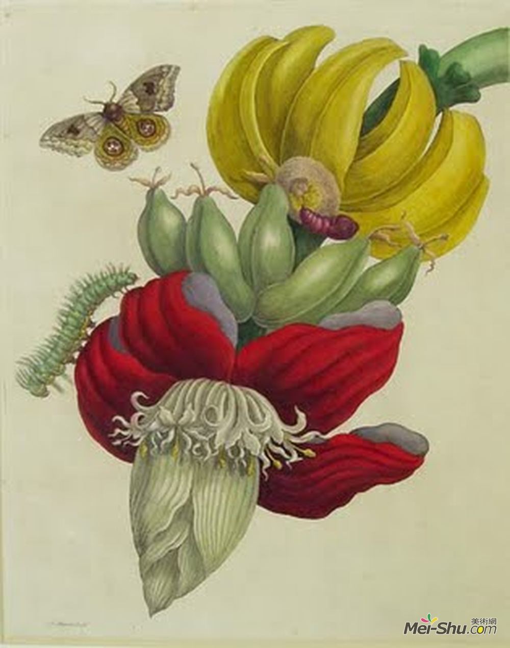 马里亚·西比拉·梅瑞安(Maria Sibylla Merian)高清作品《香蕉花序》