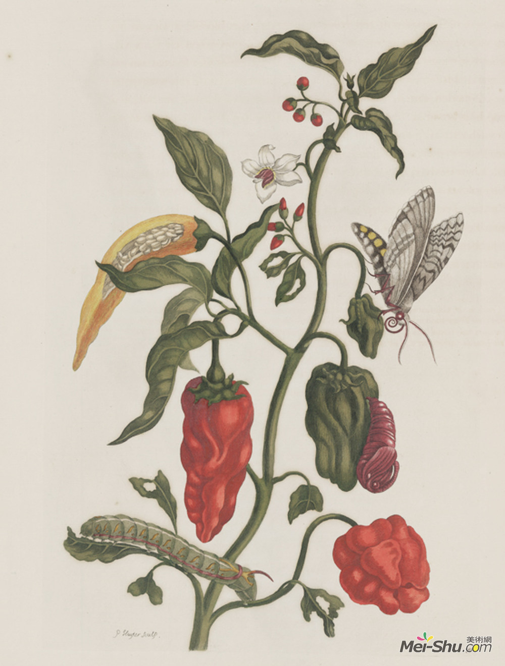 马里亚·西比拉·梅瑞安(Maria Sibylla Merian)高清作品《昆虫变态》