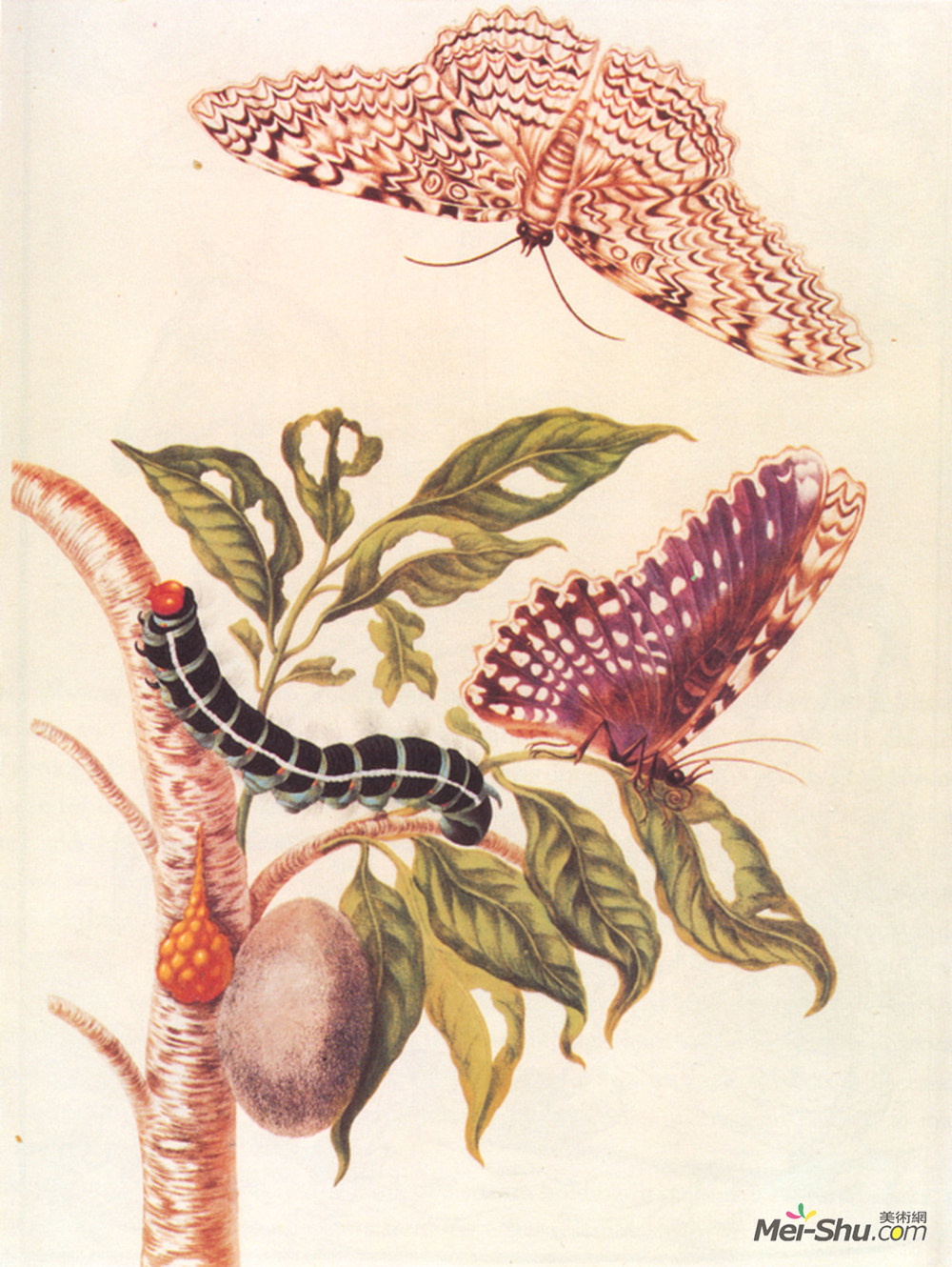 马里亚·西比拉·梅瑞安(Maria Sibylla Merian)高清作品《蝴蝶蜕变》