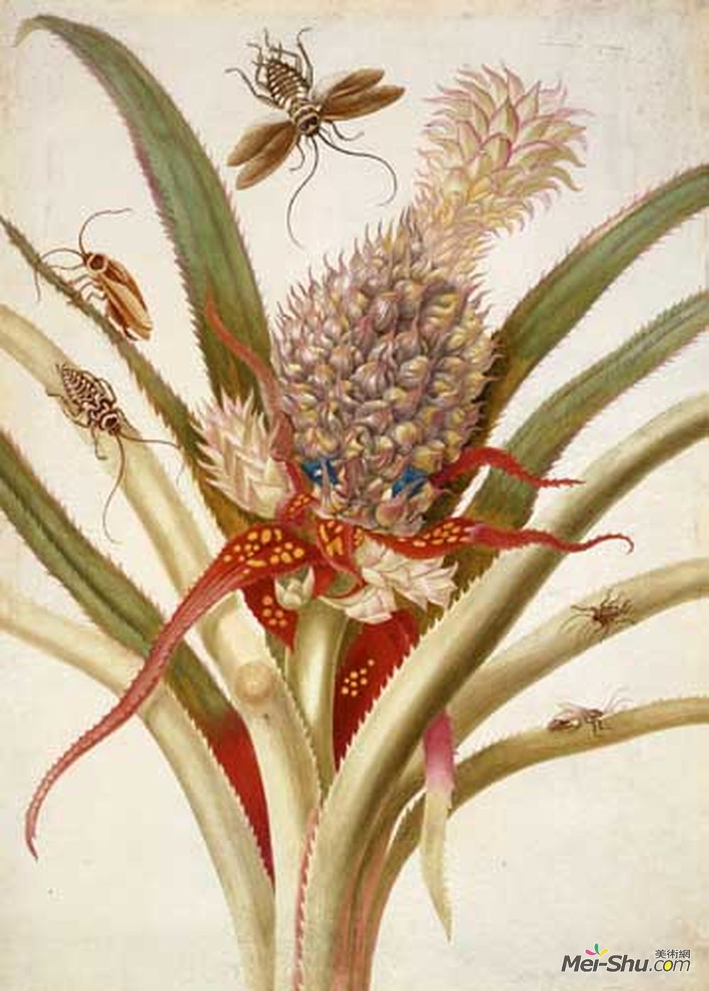 马里亚·西比拉·梅瑞安(Maria Sibylla Merian)高清作品《菠萝和蟑螂》