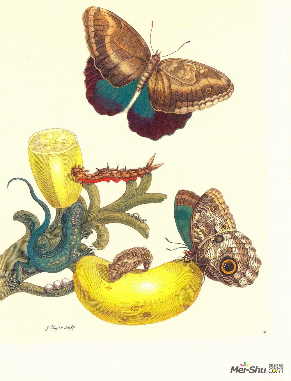 马里亚·西比拉·梅瑞安(Maria Sibylla Merian)高清作品《Plate #23- Musa paradisiaca, Caligo teucer and Cnemidophorus》