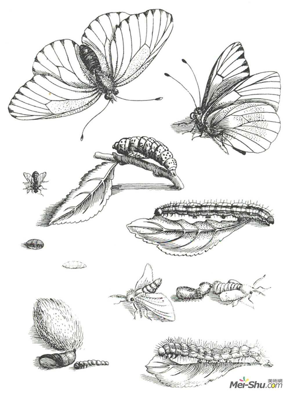 马里亚·西比拉·梅瑞安(Maria Sibylla Merian)高清作品《Plate LXXXV, from Erucarum Ortus Alimentum et Paradoxa Metam》