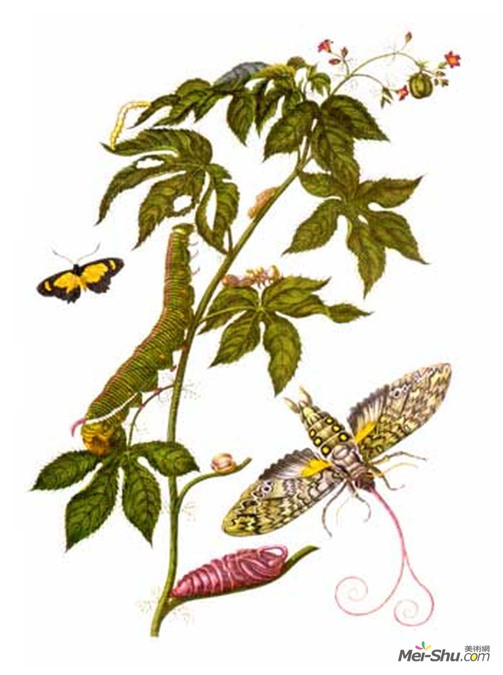 马里亚·西比拉·梅瑞安(Maria Sibylla Merian)高清作品《Plate showing stages of Cocytius antaeus, from Metamorphosis》