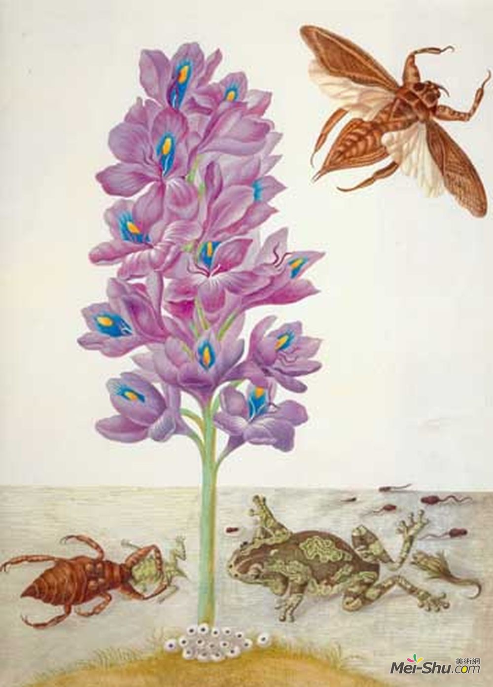 马里亚·西比拉·梅瑞安(Maria Sibylla Merian)高清作品《wasserskorpion，FR和amp?sche，蝌蚪和wasserhyaz》