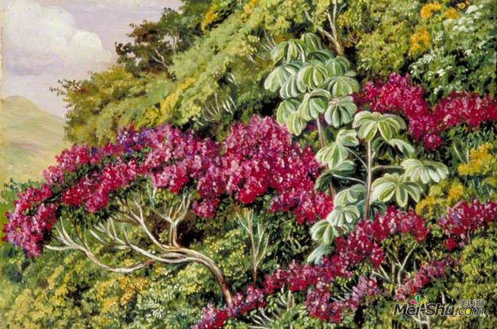 玛丽安娜·诺斯(Marianne North)高清作品《巴西的一排夸夸其谈的小号树》