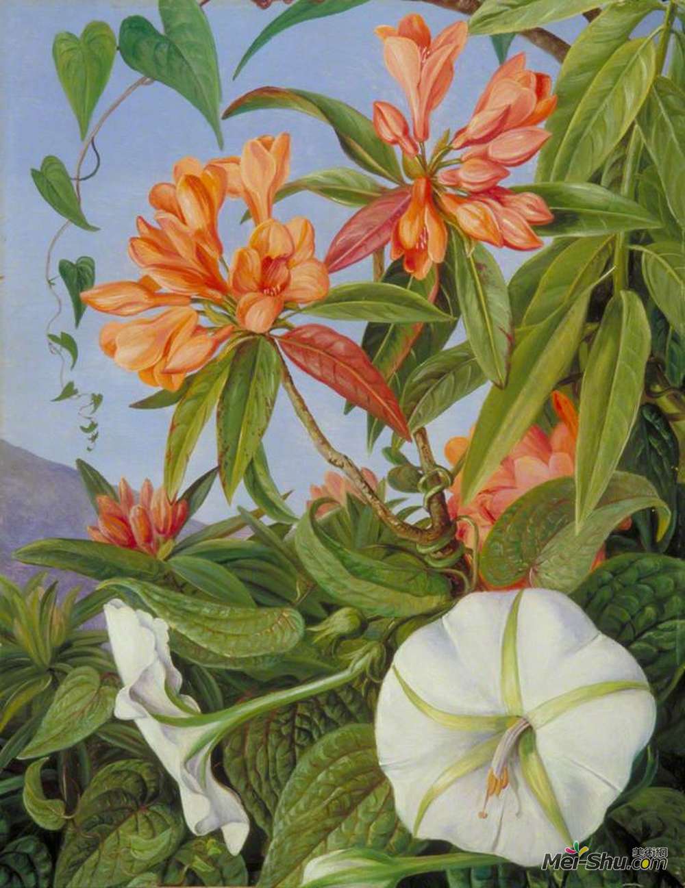 玛丽安娜·诺斯(Marianne North)高清作品《雅完人了杜鹃和牵牛》