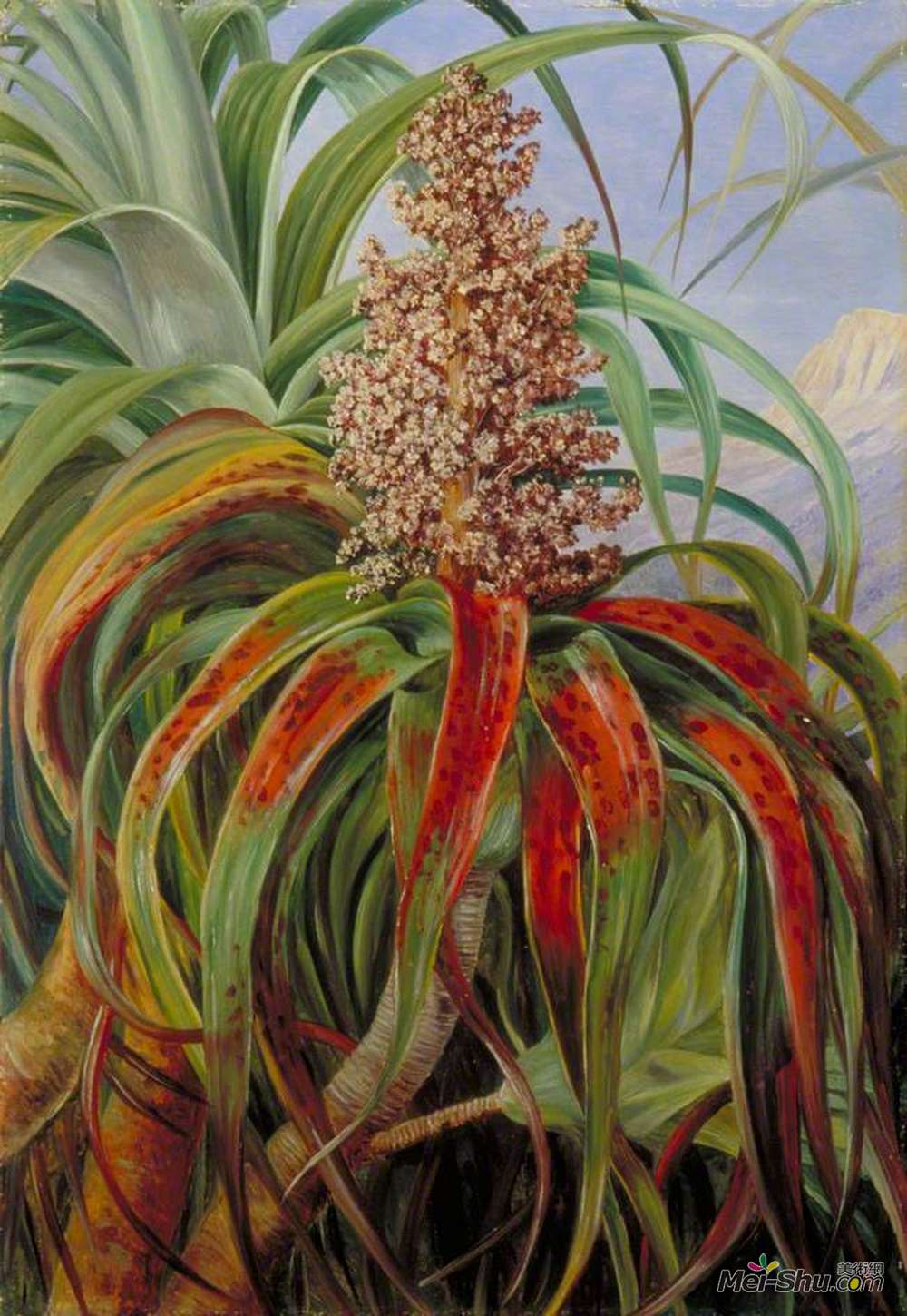 玛丽安娜·诺斯(Marianne North)高清作品《新西兰龙舌兰》