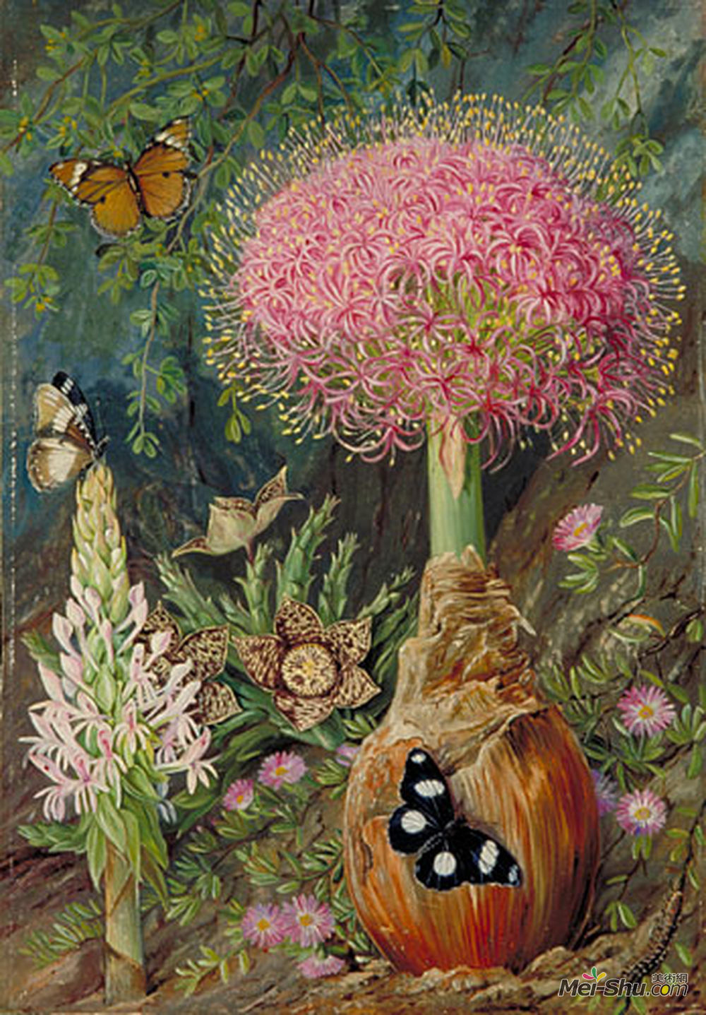 玛丽安娜·诺斯(Marianne North)高清作品《Buphane toxicara and other Flowers of Grahamstown》