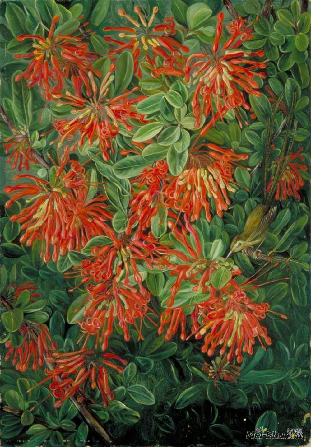 玛丽安娜·诺斯(Marianne North)高清作品《燃烧布什和鸸鹋鹪鹩》