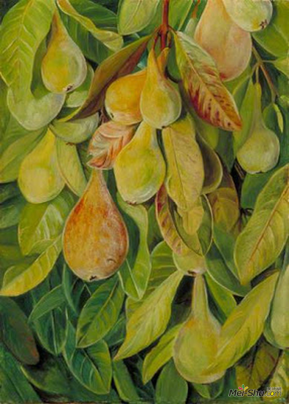 玛丽安娜·诺斯(Marianne North)高清作品《巴西卡巴齐娜梨》