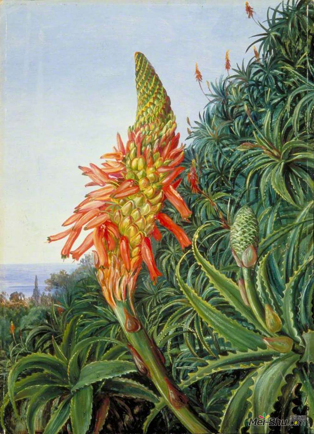 玛丽安娜·诺斯(Marianne North)高清作品《Common Aloe in Flower, Teneriffe》