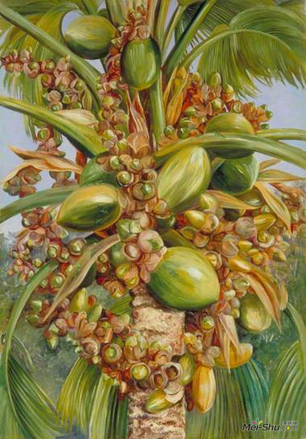 玛丽安娜·诺斯(Marianne North)高清作品《Female Coco de Mer Bearing Fruit Covered with Small Green Li》