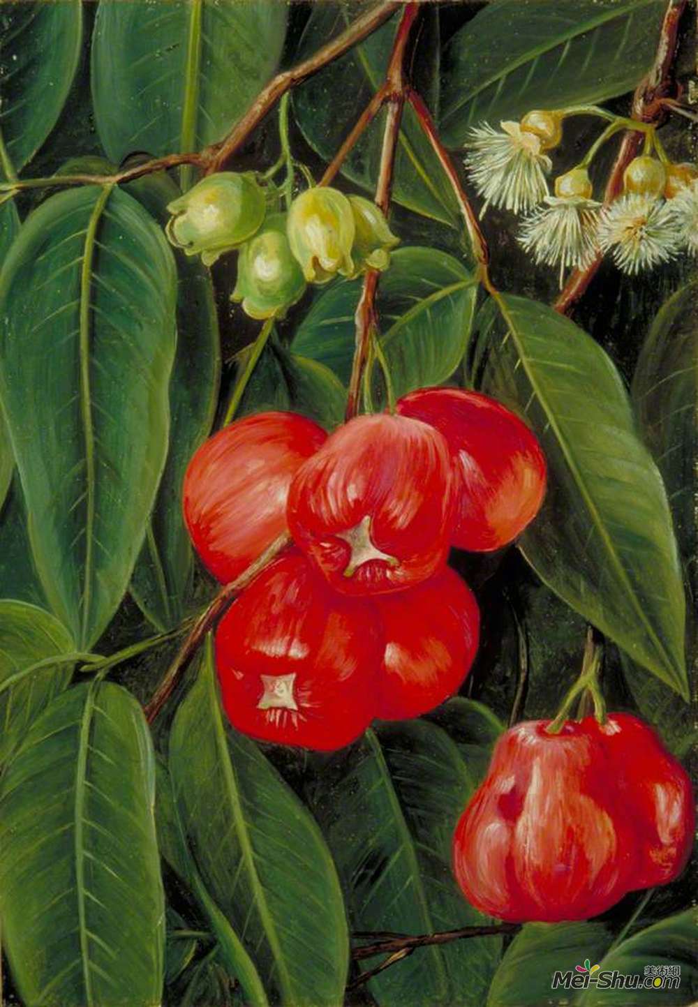 玛丽安娜·诺斯(Marianne North)高清作品《Flowers and Fruit of the Jamboa Boll, Java》