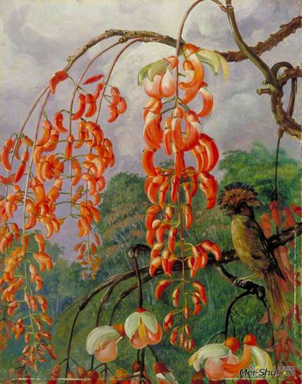 玛丽安娜·诺斯(Marianne North)高清作品《珊瑚树的花朵和巴西捕蝇者之王》