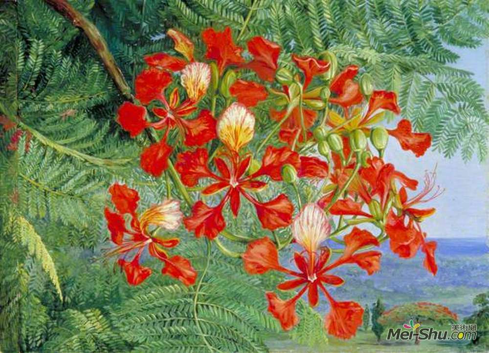 玛丽安娜·诺斯(Marianne North)高清作品《马达加斯加树的叶子和花》