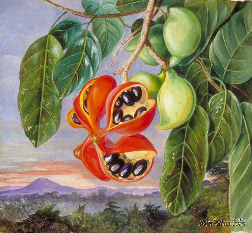 玛丽安娜·诺斯(Marianne North)高清作品《小叶苹婆的果实和果实》
