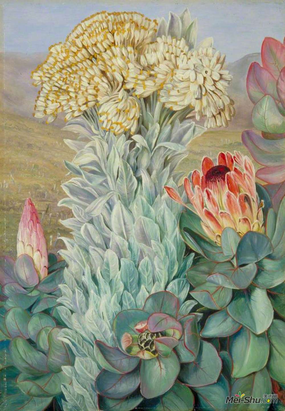 玛丽安娜·诺斯(Marianne North)高清作品《在伊丽莎白港附近的山上的巨型永恒和普罗蒂亚》