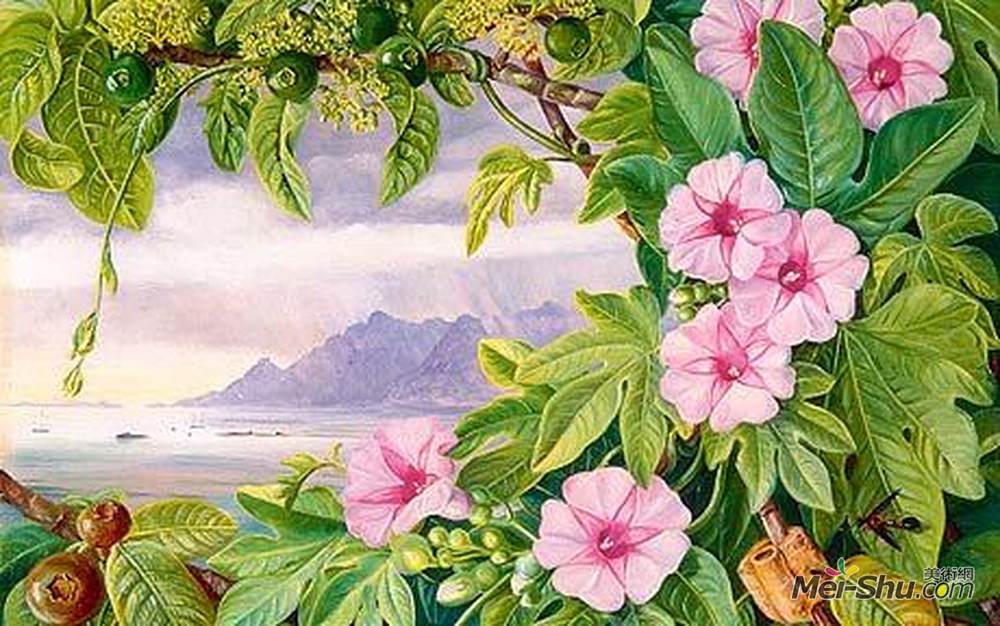 玛丽安娜·诺斯(Marianne North)高清作品《Ipomoea and Vavangue with Mahe Harbour in the distance》