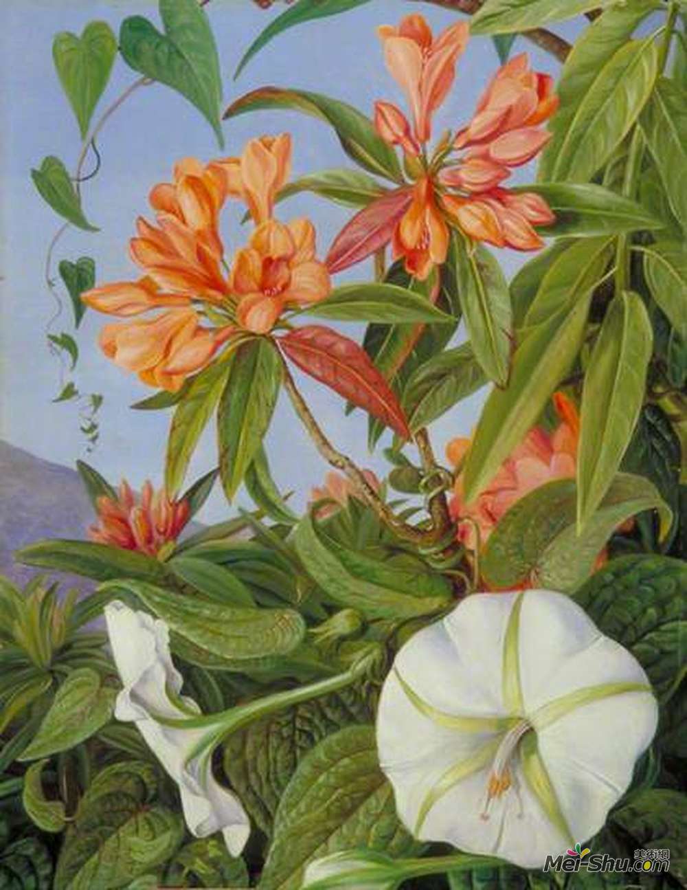 玛丽安娜·诺斯(Marianne North)高清作品《甘薯》