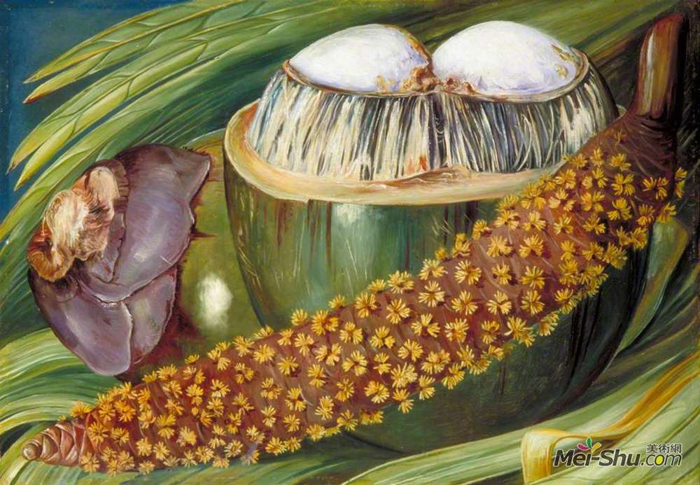 玛丽安娜·诺斯(Marianne North)高清作品《Male Inflorescence and Ripe Nuts of the Coco de Mer, Seychel》