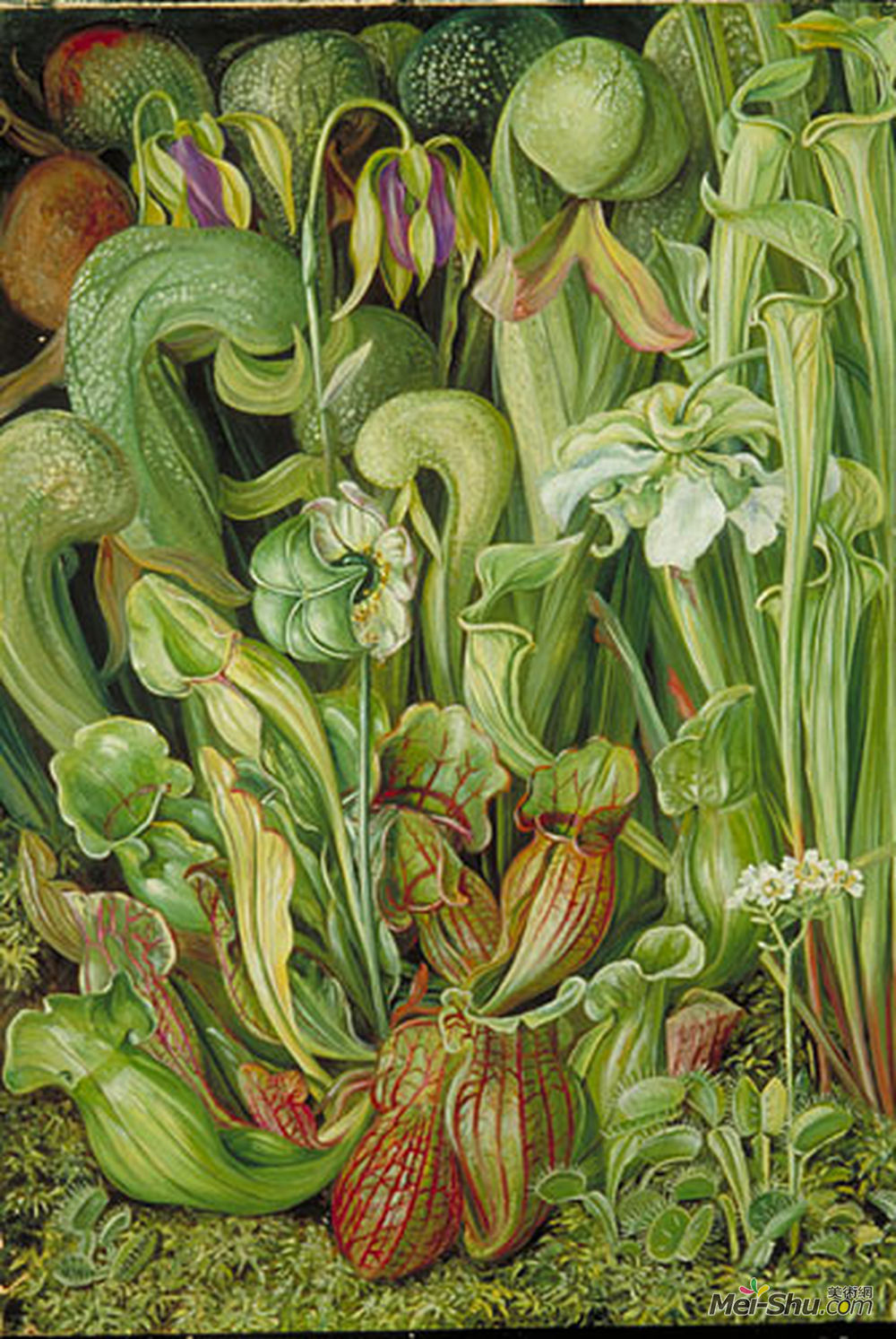 玛丽安娜·诺斯(Marianne North)高清作品《兰花》