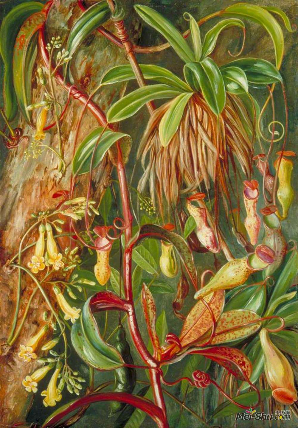 玛丽安娜·诺斯(Marianne North)高清作品《Seychelles Pitcher Plant and Bilimb Marron》