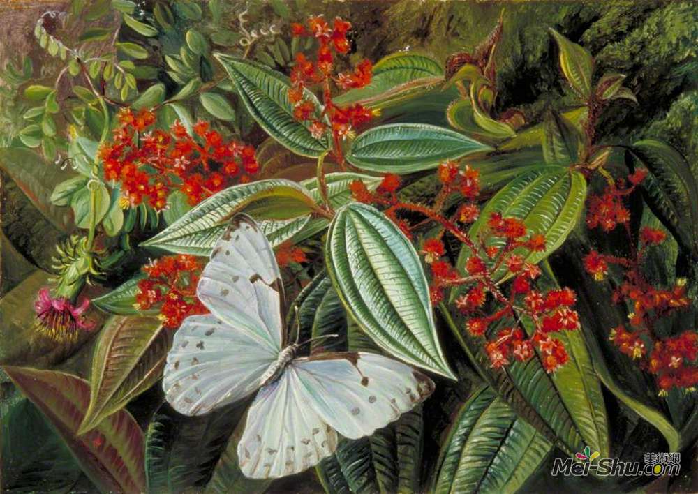 玛丽安娜·诺斯(Marianne North)高清作品《巴西果树中寄生有寄生虫和附生植物的树木》