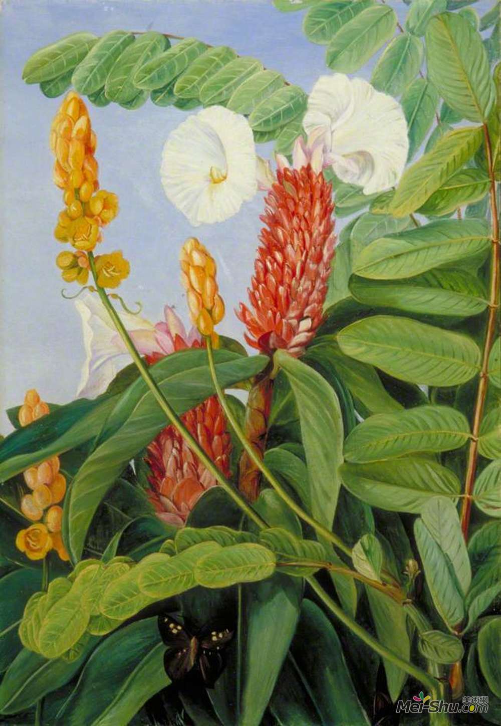 玛丽安娜·诺斯(Marianne North)高清作品《花爪哇的两种沼泽植物》