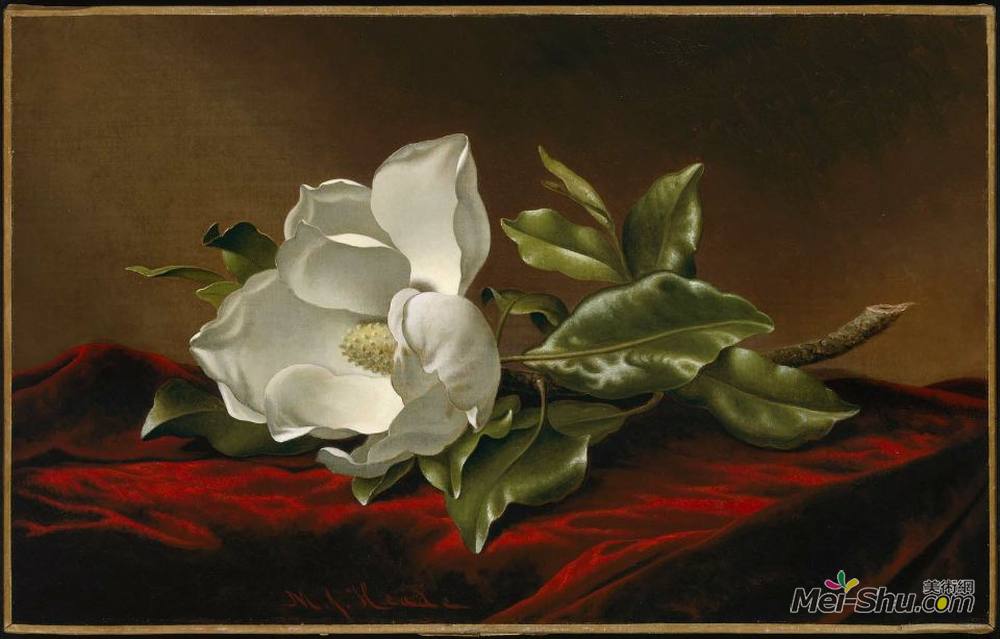 马丁·约翰逊·赫德(Martin Johnson Heade)高清作品《洋玉兰》