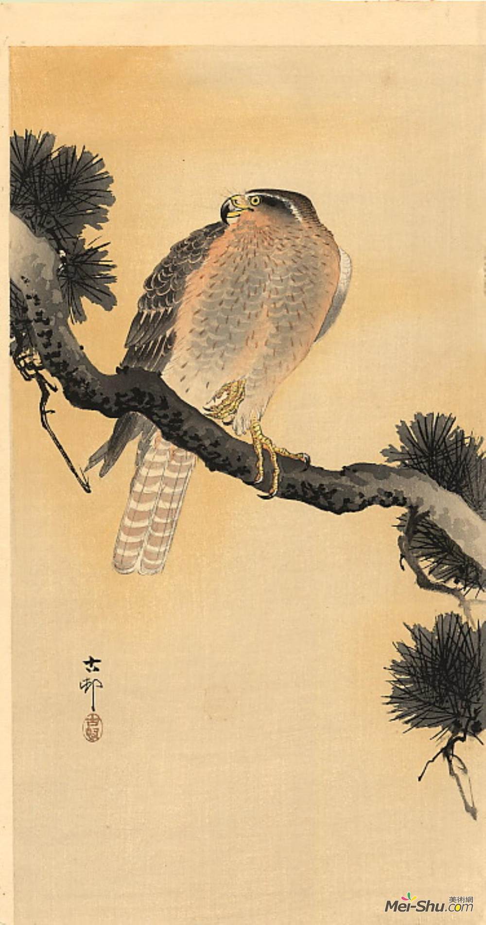 小原古邨(Ohara Koson)高清作品《猎鹰在树枝上》