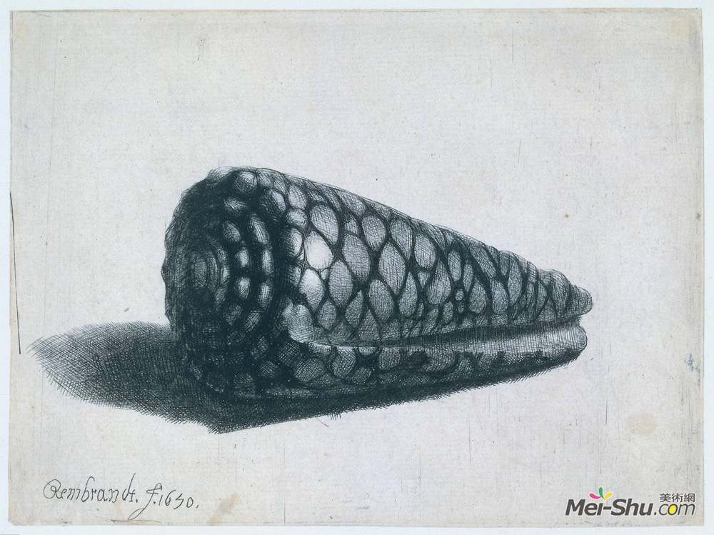 伦勃朗(Rembrandt)高清作品《The Shell (Conus marmoreus)》