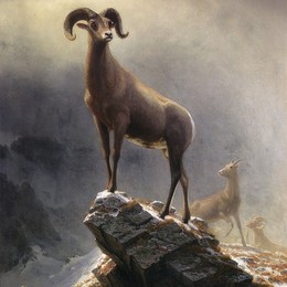 《落基山羊》阿尔伯特·比尔施塔特(Albert Bierstadt)高清作品欣赏