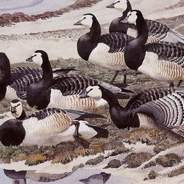 《黑雁鹅》查尔斯·图尼克利夫(Charles Tunnicliffe)高清作品欣赏