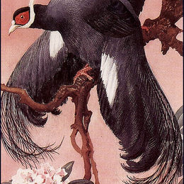 《蓝耳雉》查尔斯·图尼克利夫(Charles Tunnicliffe)高清作品欣赏