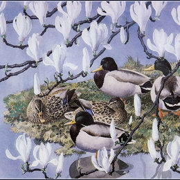 《野鸭和木兰》查尔斯·图尼克利夫(Charles Tunnicliffe)高清作品欣赏