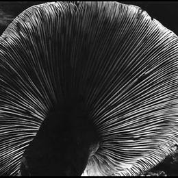 《蘑菇》爱德华·韦斯顿(Edward Weston)高清作品欣赏