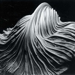 《甘蓝叶》爱德华·韦斯顿(Edward Weston)高清作品欣赏