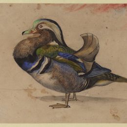 《鸳鸯》欧仁·德拉克罗瓦(Eugene Delacroix)高清作品欣赏