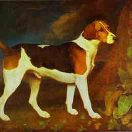 乔治·斯塔布斯(George Stubbs)高清作品:A Foxhound, Ringwod