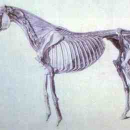 《从马的解剖图》乔治·斯塔布斯(George Stubbs)高清作品欣赏