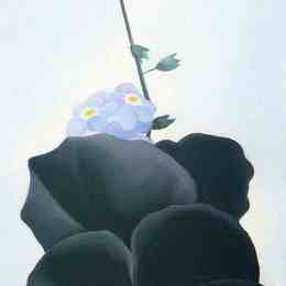 《三色堇》乔治亚·欧姬芙(Georgia O&amp;amp#39Keeffe)高清作品欣赏