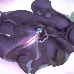 《矮牵牛属》乔治亚·欧姬芙(Georgia O&amp;amp#39Keeffe)高清作品欣赏