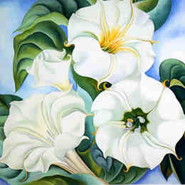 《吉姆森杂草3》乔治亚·欧姬芙(Georgia O&amp;amp#39Keeffe)高清作品欣赏