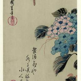 《绣球和金菲舍》歌川广重(Hiroshige)高清作品欣赏