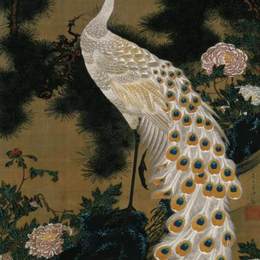 《老松树与孔雀》伊藤若冲(Ito Jakuchu)高清作品欣赏