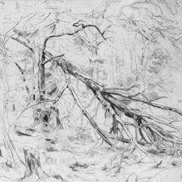 《碎桦木》伊万·希什金(Ivan Shishkin)高清作品欣赏