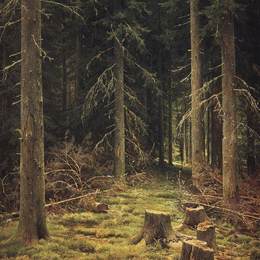 《针叶林》伊万·希什金(Ivan Shishkin)高清作品欣赏