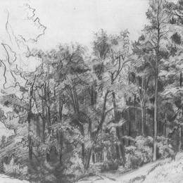 《落叶林》伊万·希什金(Ivan Shishkin)高清作品欣赏