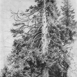 《枞树》伊万·希什金(Ivan Shishkin)高清作品欣赏